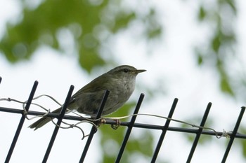 Japanese Bush Warbler 柏尾川 Fri, 5/1/2020