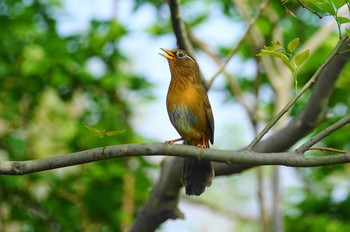 ガビチョウ 入間川(広瀬橋付近) 2020年5月3日(日)