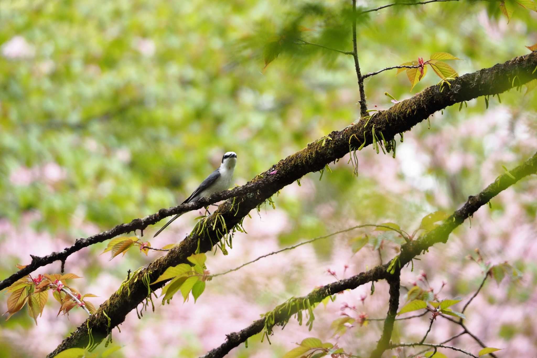 Photo of Ashy Minivet at 栃木県日光市 by kame