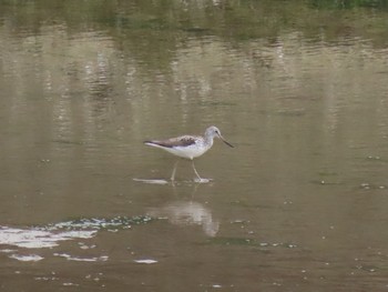 Common Greenshank 泉南市 Sun, 4/26/2020