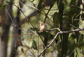 セアカオーストラリアムシクイ アイアンレンジ国立公園 2019年10月20日(日)