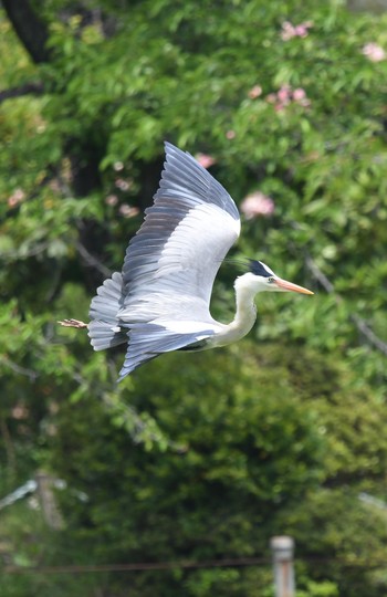 アオサギ 善福寺池 2020年5月3日(日)