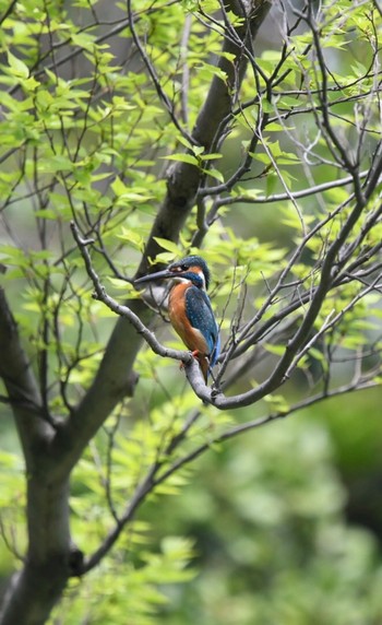 カワセミ 善福寺池 2020年5月3日(日)