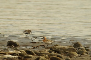 Siberian Sand Plover 酒匂川 Wed, 4/22/2020