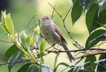 ウグイス 砧公園 2020年5月3日(日)