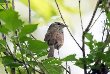 ウグイス 砧公園 2020年5月3日(日)