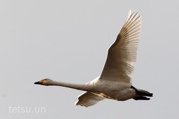 Whooper Swan 佐潟公園 Fri, 1/10/2020