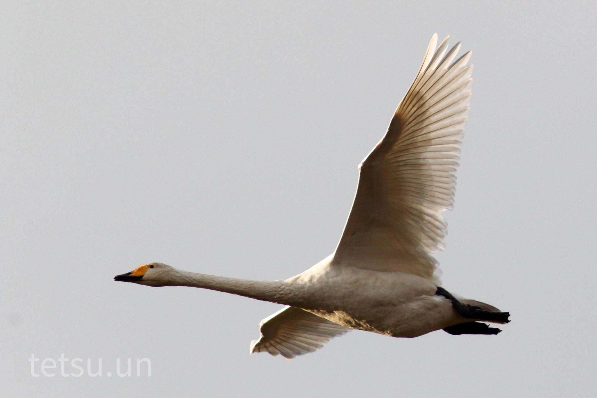 Photo of Whooper Swan at 佐潟公園 by 哲庵（てつあん）