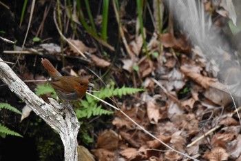 Sun, 5/3/2020 Birding report at Miharashi Park(Hakodate)