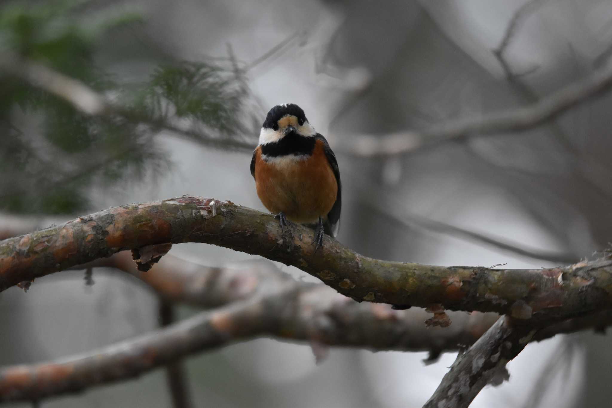 Varied Tit