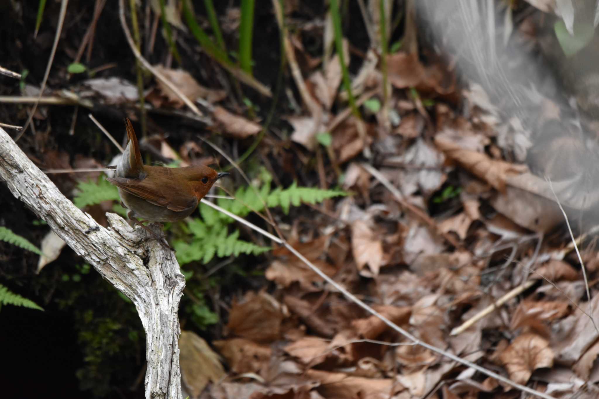 Japanese Robin