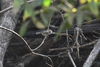 ハシブトセンニョムシクイ アイアンレンジ国立公園 2019年10月16日(水)