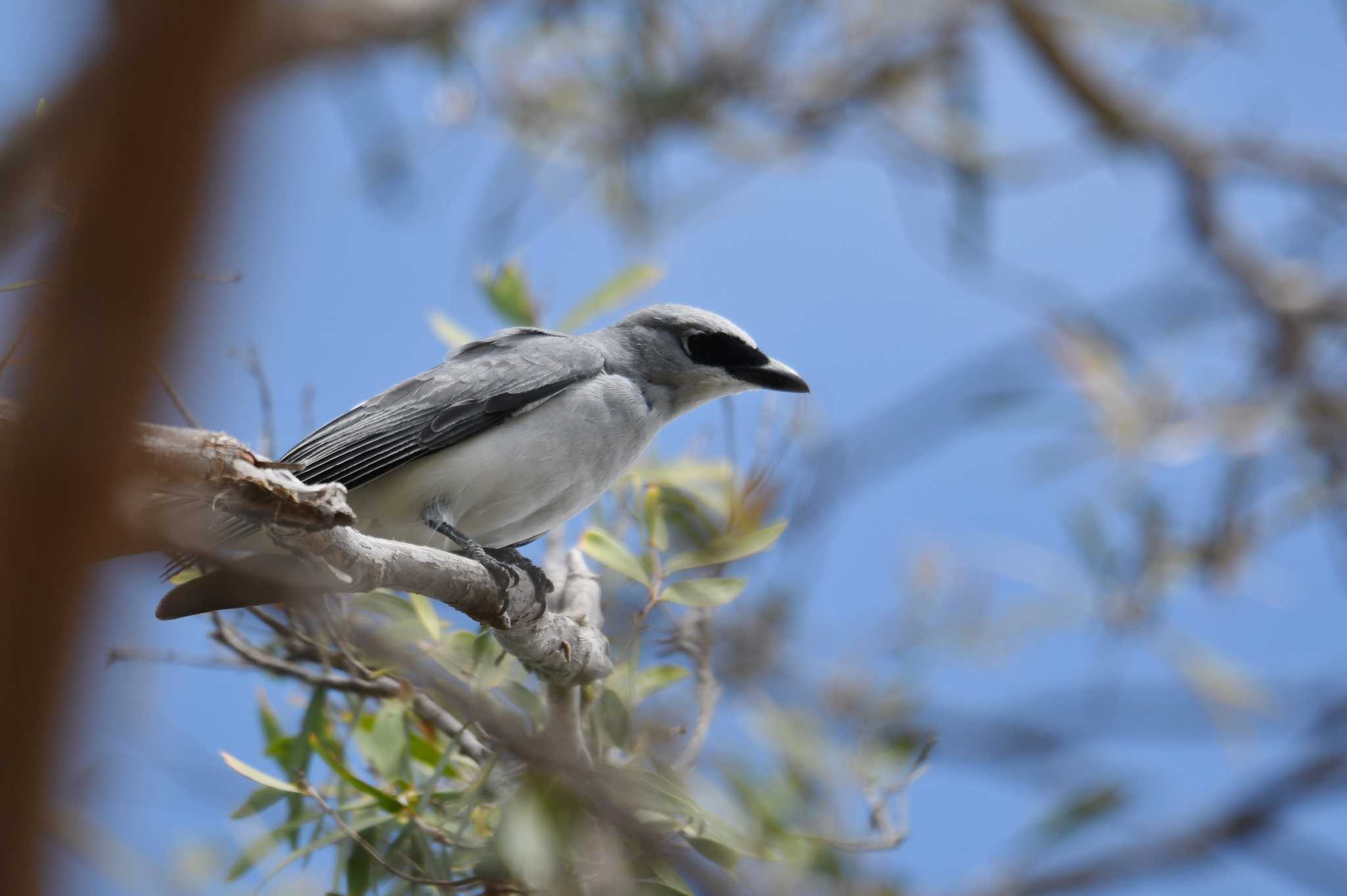 White-bellied Cuckooshrike