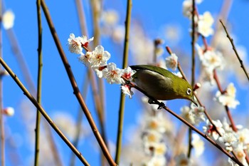 Warbling White-eye Osaka Tsurumi Ryokuchi Tue, 2/11/2020