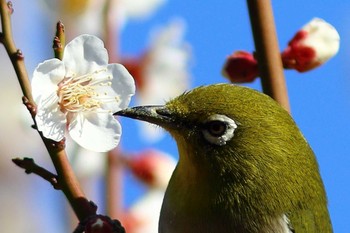 Warbling White-eye Osaka Tsurumi Ryokuchi Tue, 2/11/2020