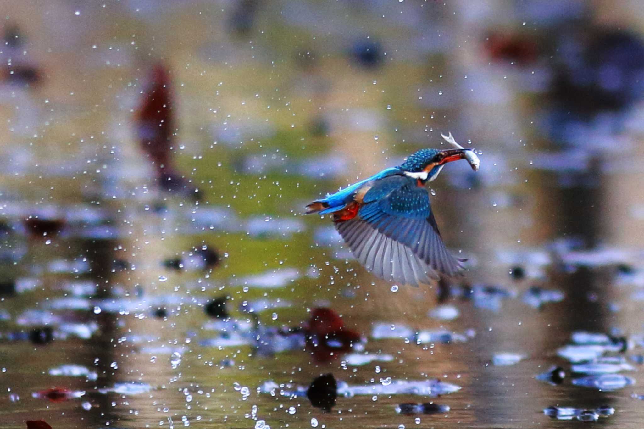 Photo of Common Kingfisher at  by 哲庵（てつあん）