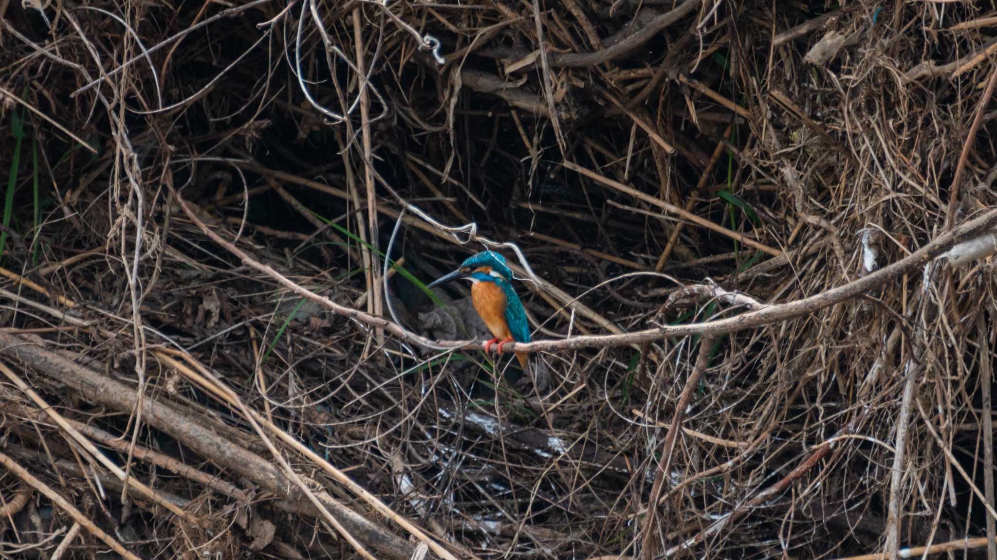 初めてのカワセミ