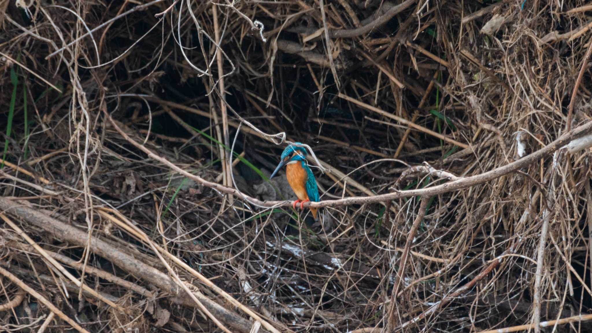 初めてのカワセミ