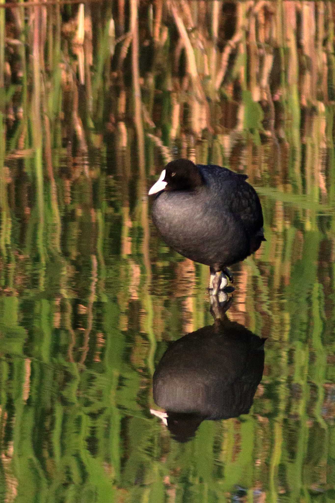 Photo of Eurasian Coot at 淀川河川公園 by 哲庵（てつあん）