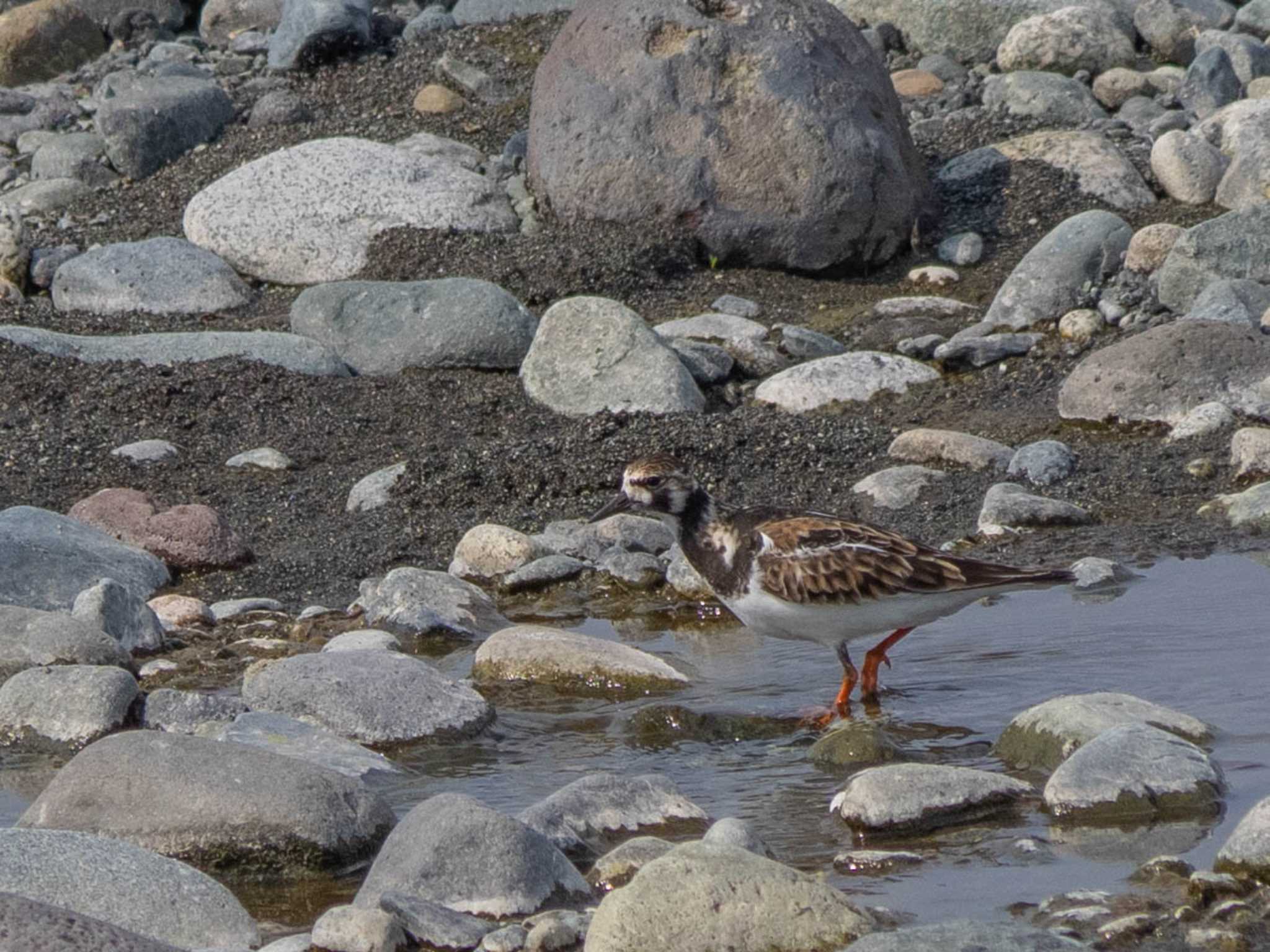 酒匂川 キョウジョシギの写真