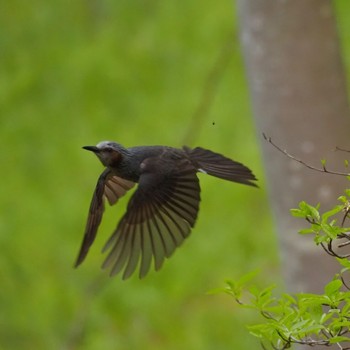 Brown-eared Bulbul Miyagi Kenminnomori Sun, 5/3/2020