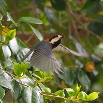 Varied Tit Miyagi Kenminnomori Sun, 5/3/2020