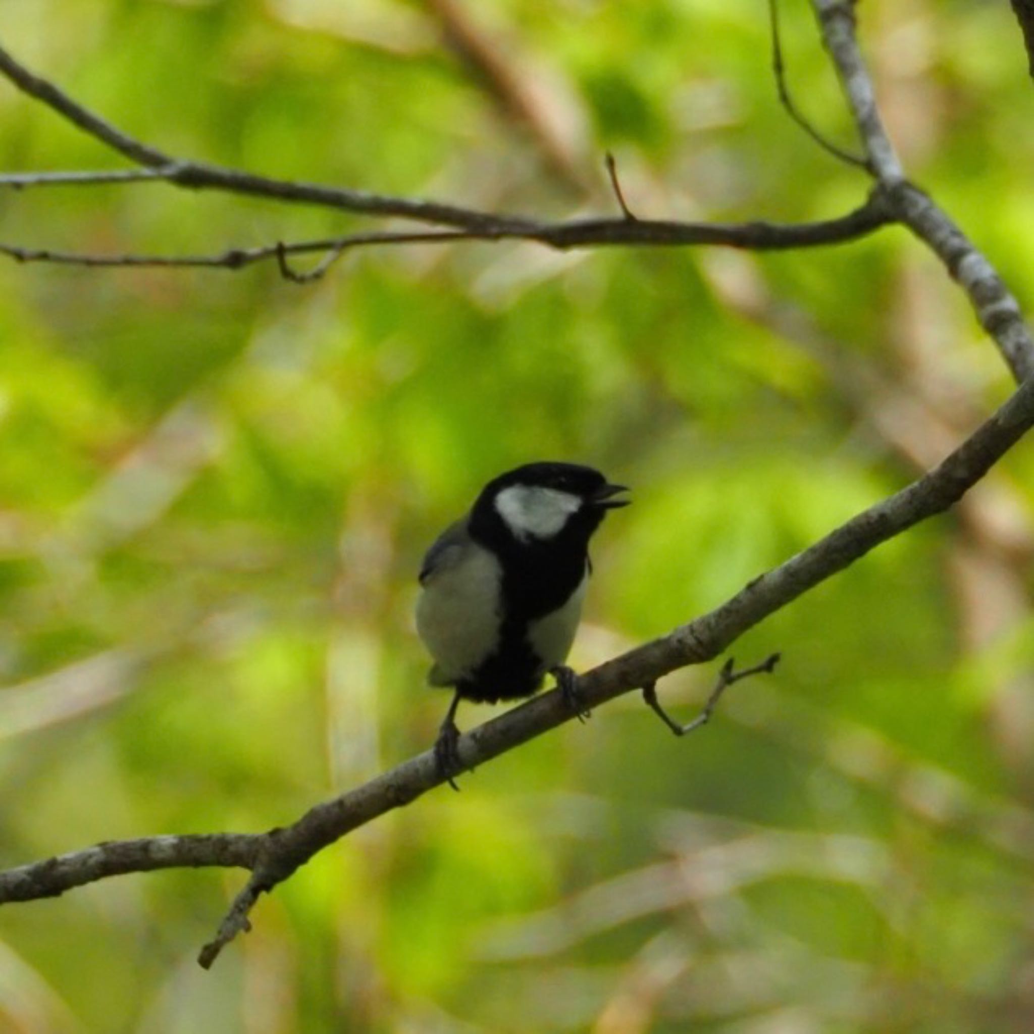 Photo of Japanese Tit at Miyagi Kenminnomori by Yoshiro