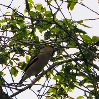 Hawfinch Miyagi Kenminnomori Sun, 5/3/2020