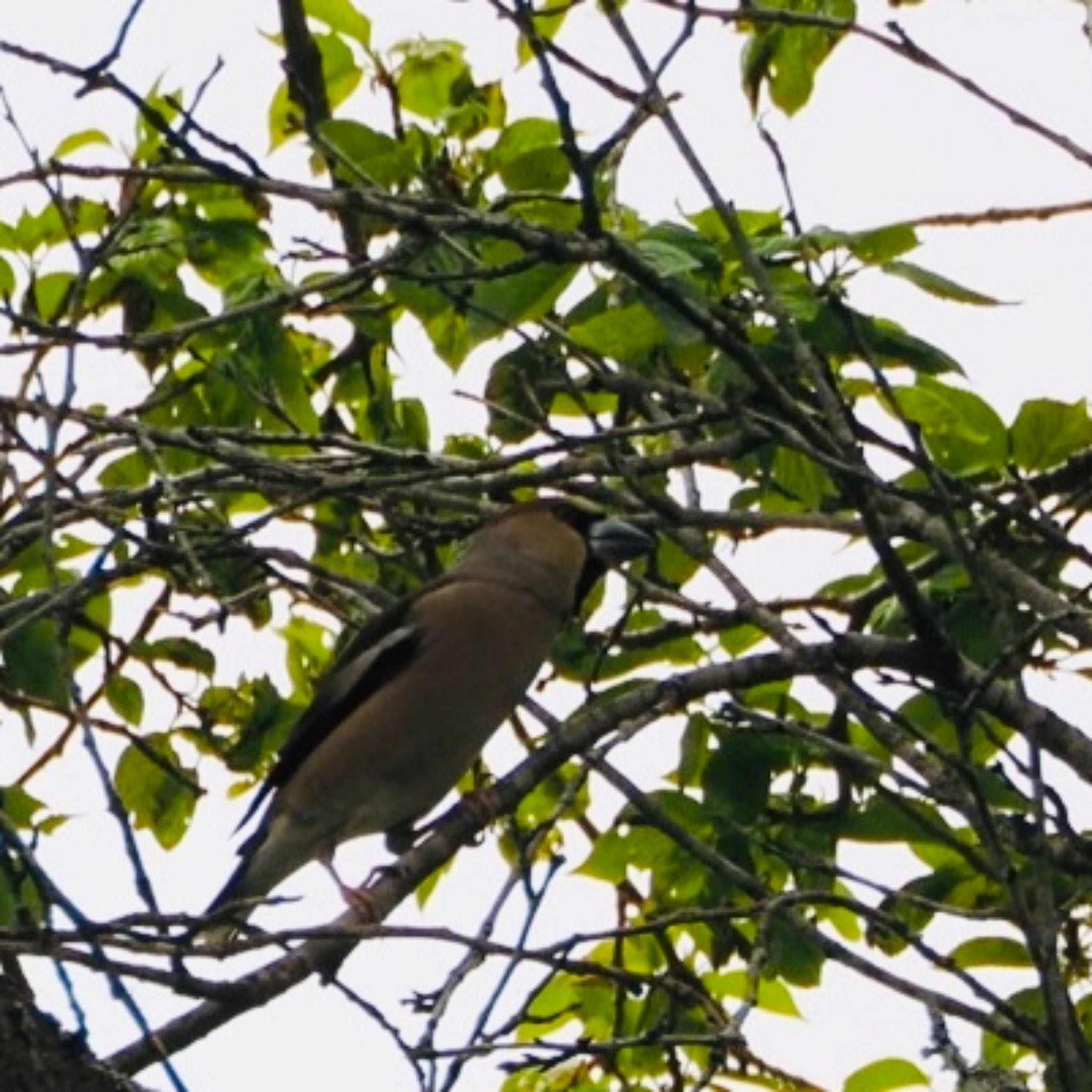 Photo of Hawfinch at Miyagi Kenminnomori by Yoshiro