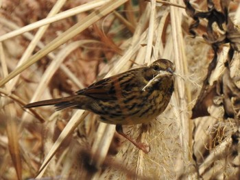 Masked Bunting 東京都立桜ヶ丘公園(聖蹟桜ヶ丘) Fri, 1/24/2020