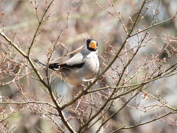 Japanese Grosbeak Showa Kinen Park Tue, 3/17/2020