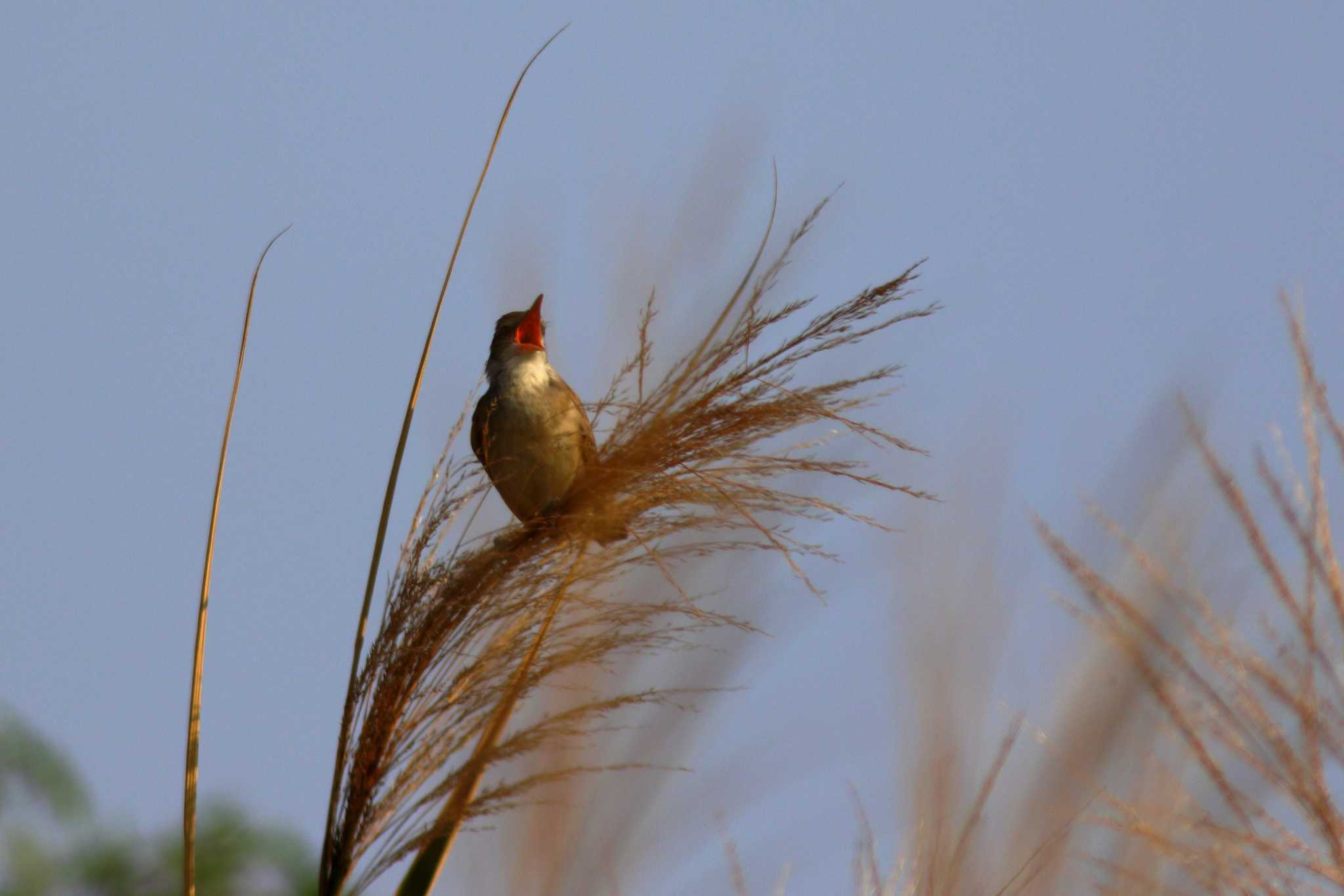 Photo of Oriental Reed Warbler at 淀川河川公園 by 哲庵（てつあん）