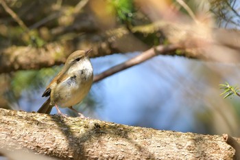 Japanese Bush Warbler 静岡県裾野市 Sat, 5/2/2020