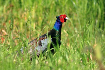 Green Pheasant 淀川河川公園 Tue, 5/5/2020