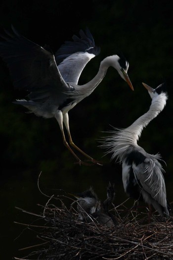 Grey Heron Osaka Tsurumi Ryokuchi Sat, 5/18/2019