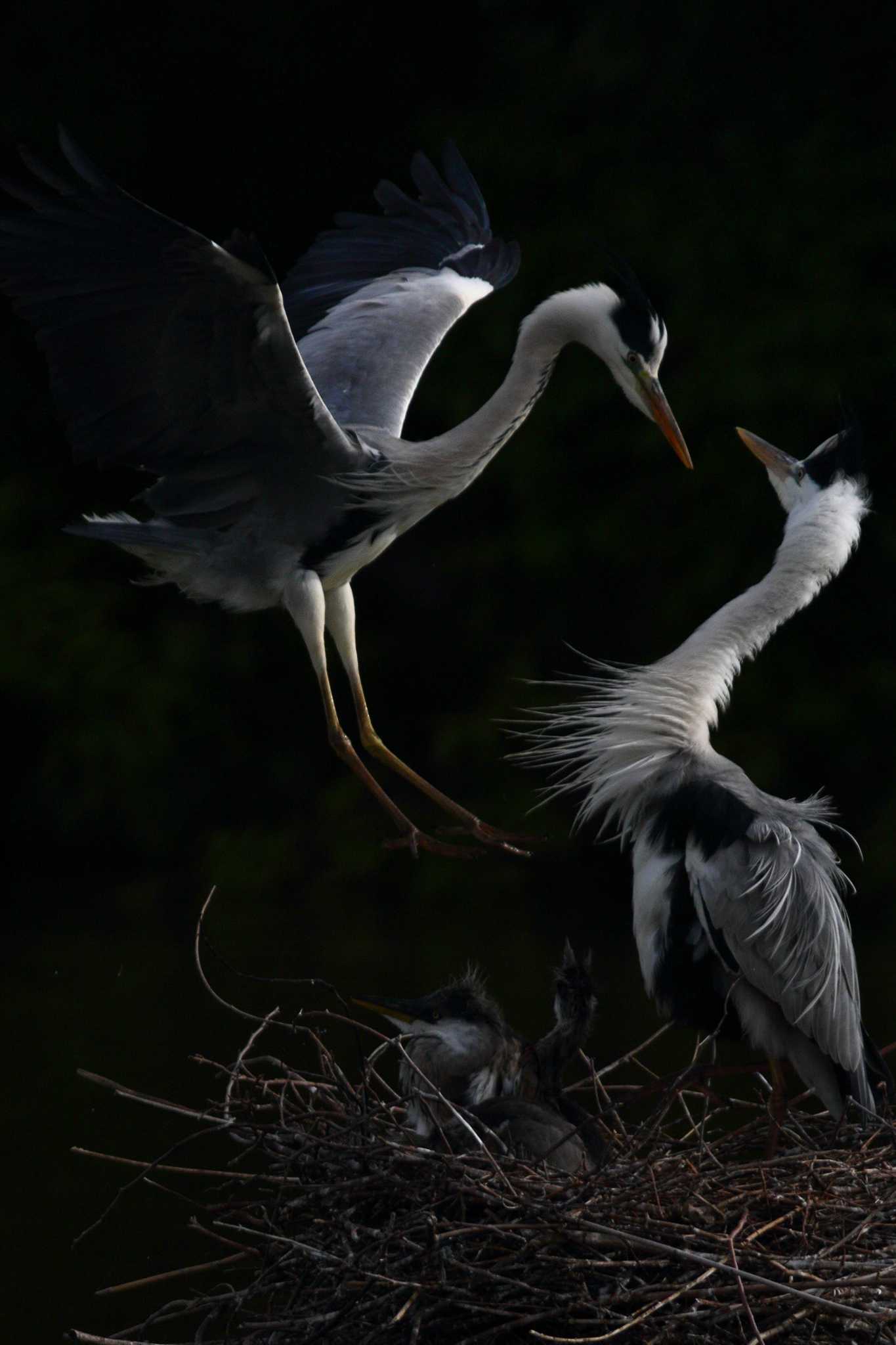 最初に撮った鳥の写真