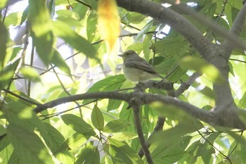 コサメビタキ 昆陽池 2020年4月27日(月)