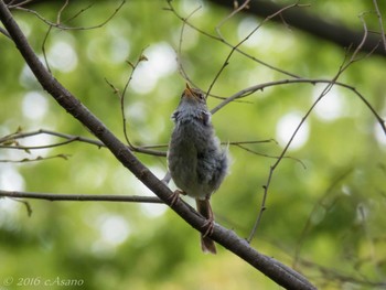 ウグイス 三ツ池公園(横浜市鶴見区) 2016年4月18日(月)