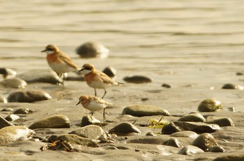 Red-necked Stint 酒匂川 Wed, 4/22/2020
