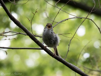 ウグイス 三ツ池公園(横浜市鶴見区) 2016年4月18日(月)