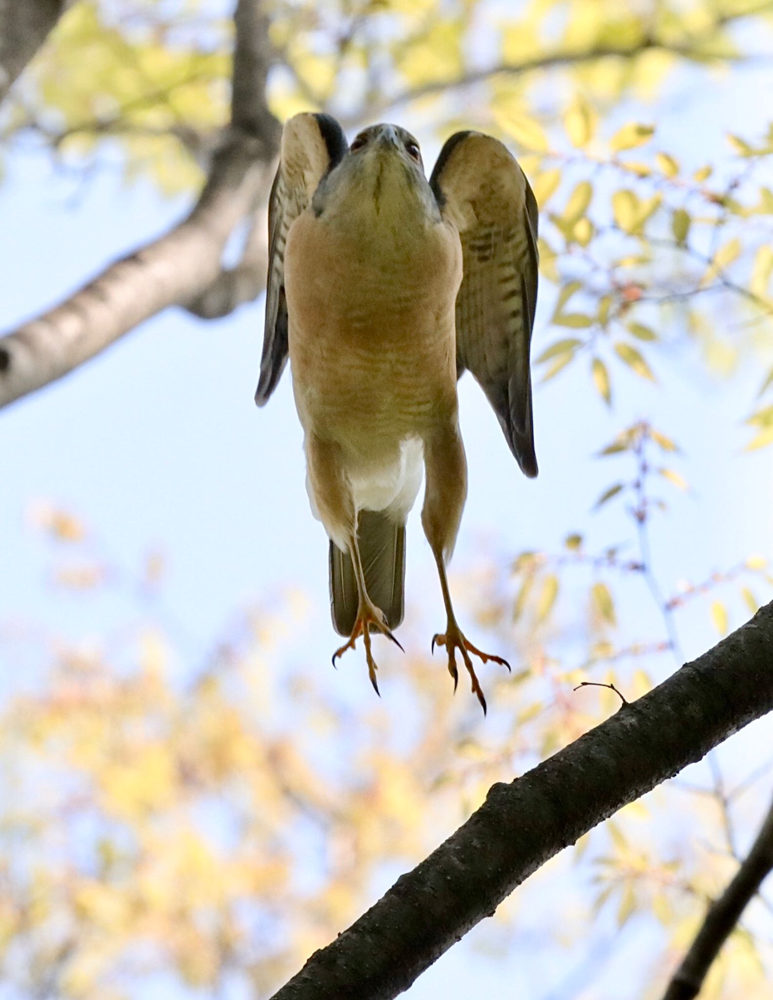 真下から?オスの飛び出し