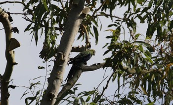 ホオアオサメクサインコ アイアンレンジ国立公園 2019年10月20日(日)