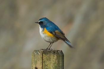 Red-flanked Bluetail Unknown Spots Thu, 2/4/2016