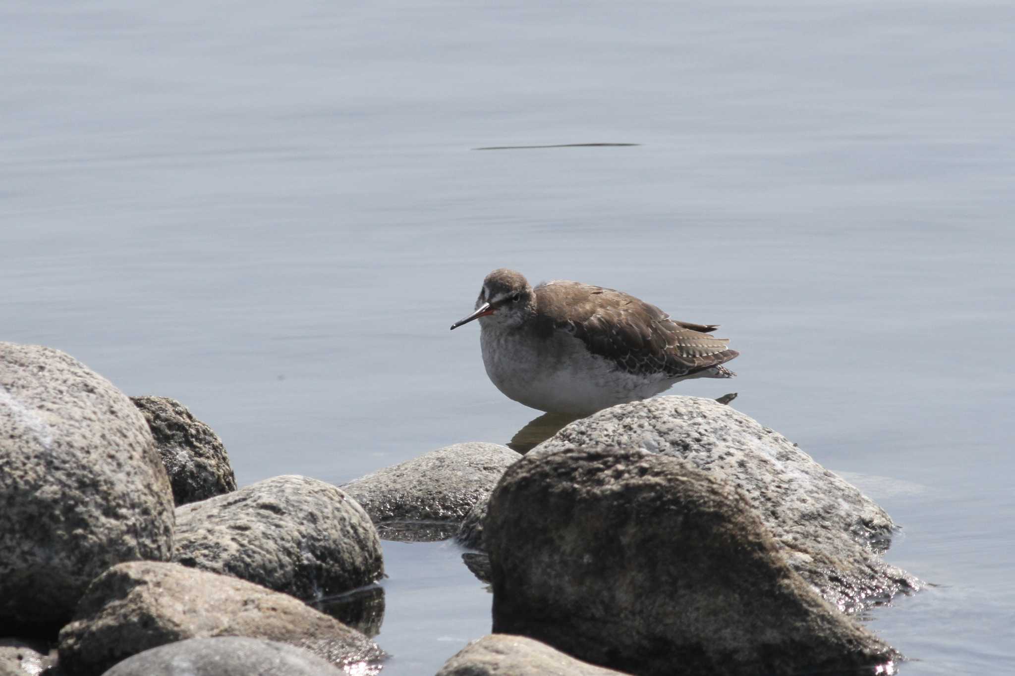 Spotted Redshank