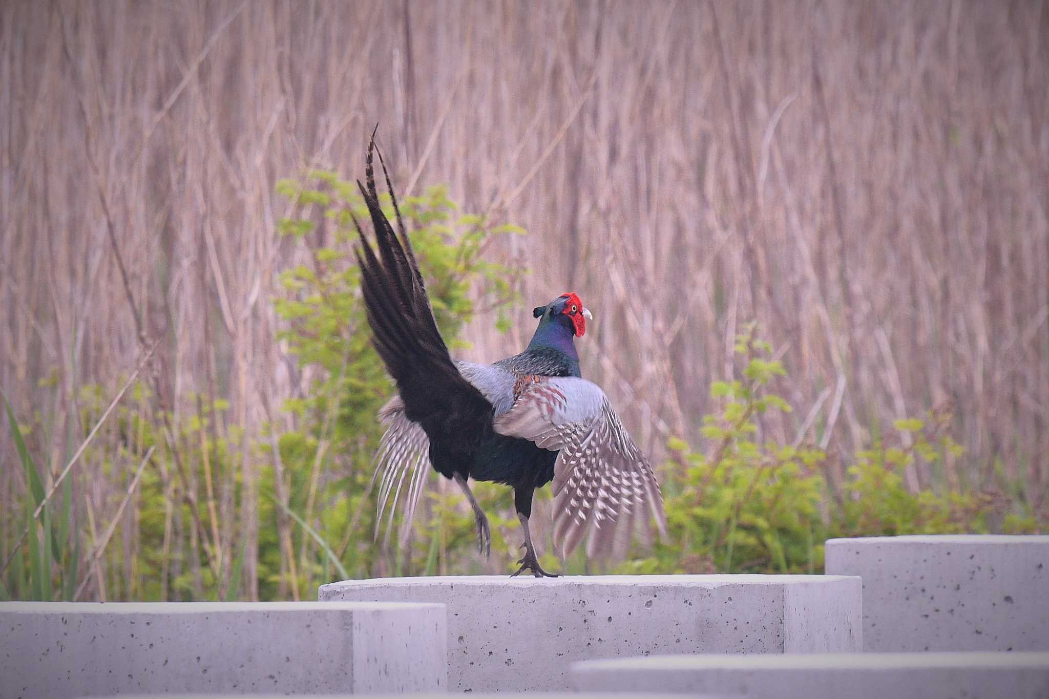 愛媛県新居浜市 キジの写真 by でみこ