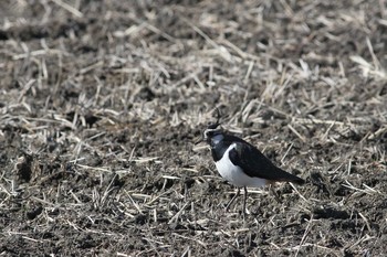 2020年2月24日(月) 五主海岸の野鳥観察記録