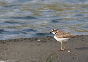 Little Ringed Plover 柏尾川 Fri, 5/1/2020