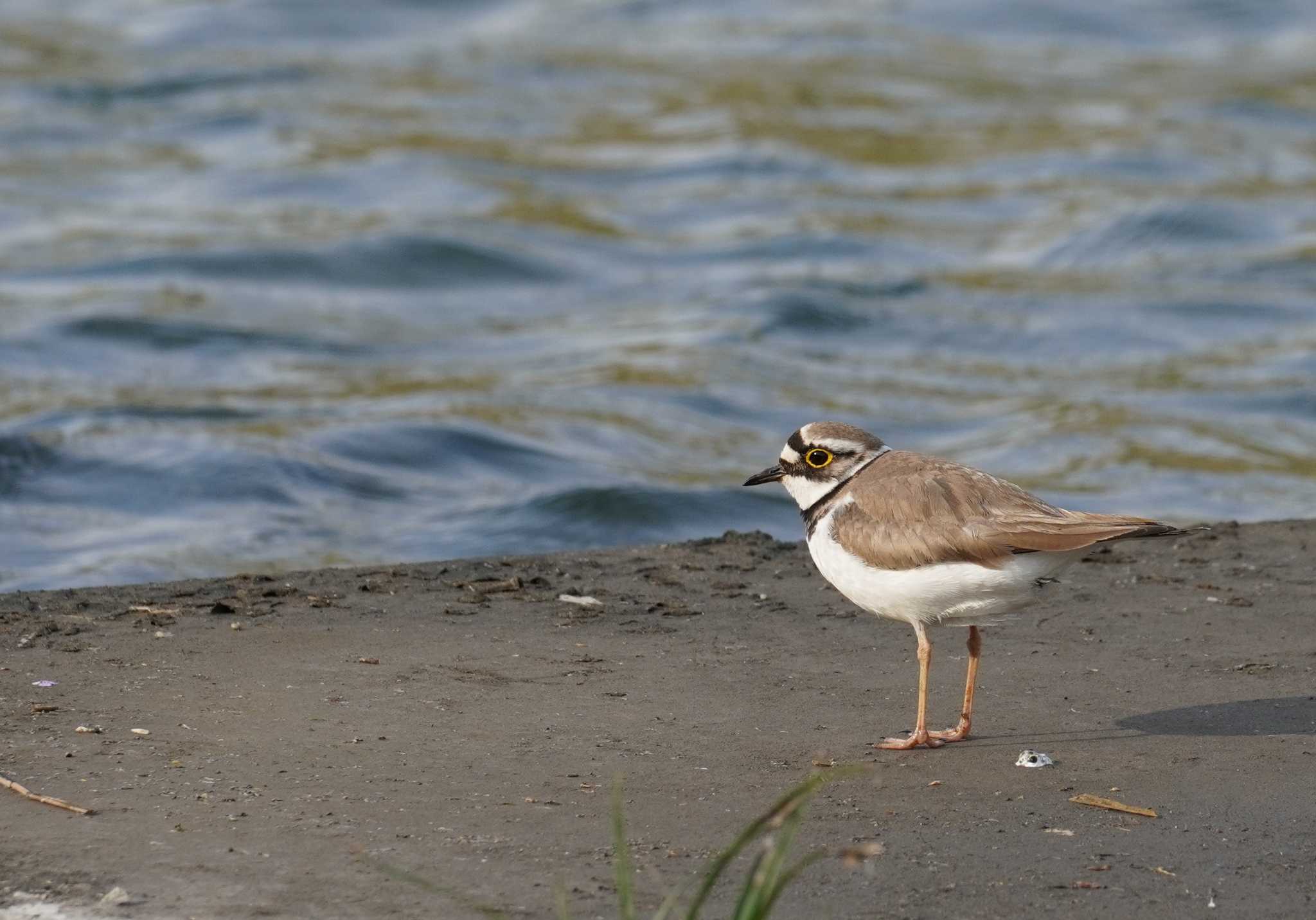 Photo of Little Ringed Plover at 柏尾川 by Bouen-omoi