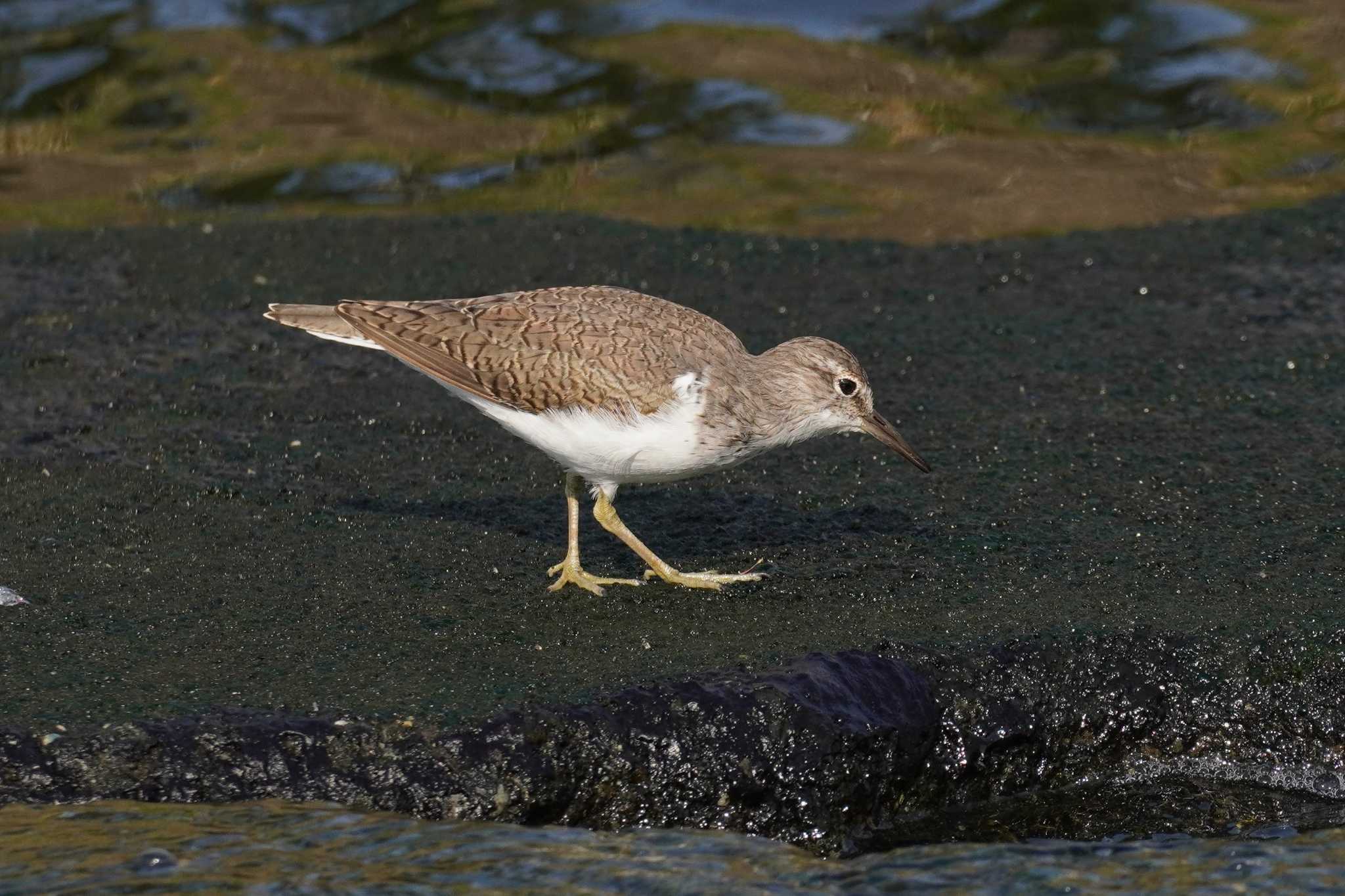 Photo of Common Sandpiper at 柏尾川 by Bouen-omoi