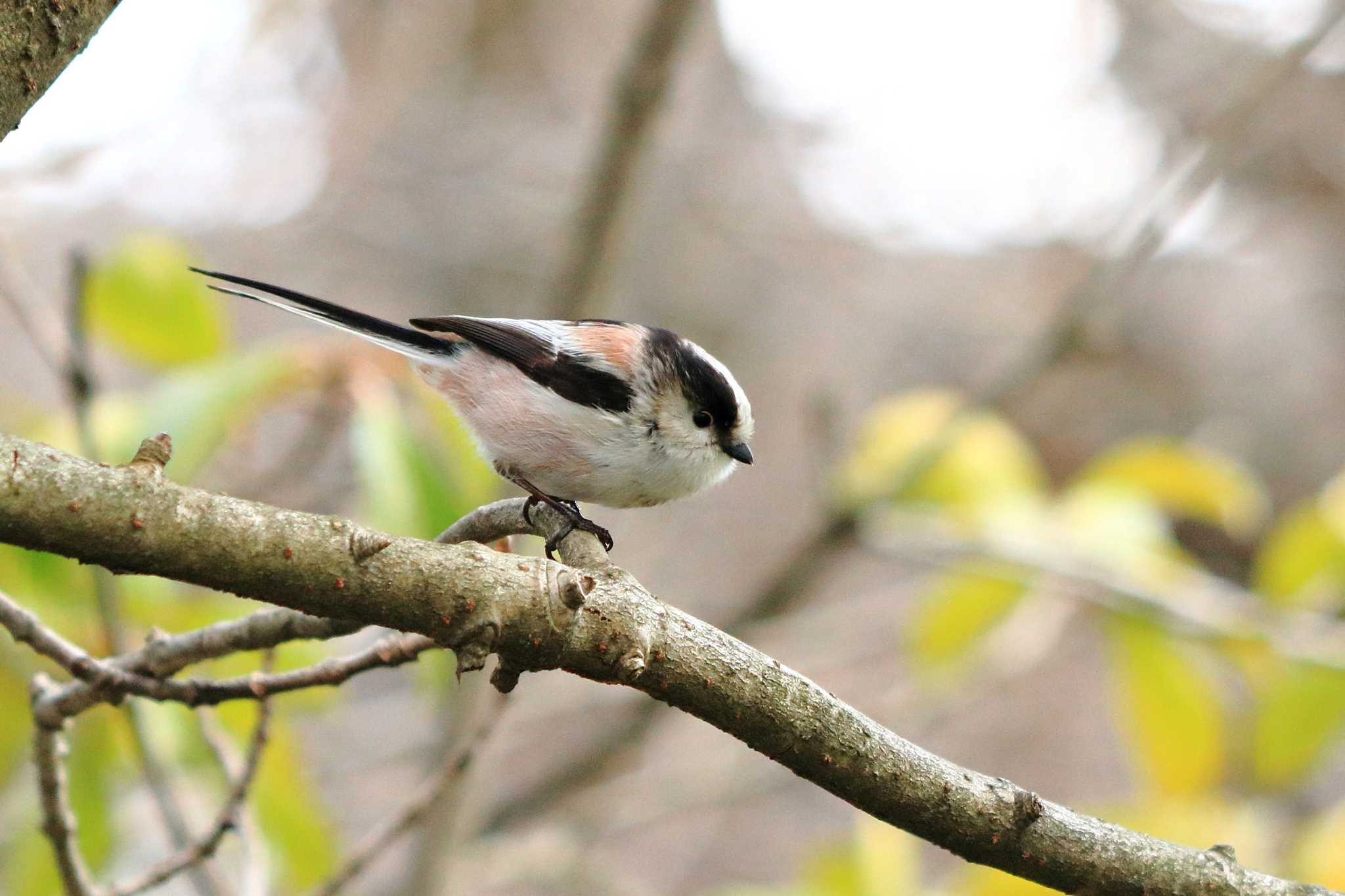 Photo of Long-tailed Tit at 夙川河川敷緑地(夙川公園) by いわな